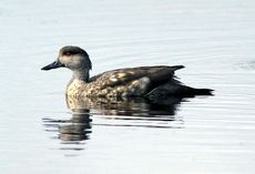 Patagonische Schopfente (2 von 5).jpg